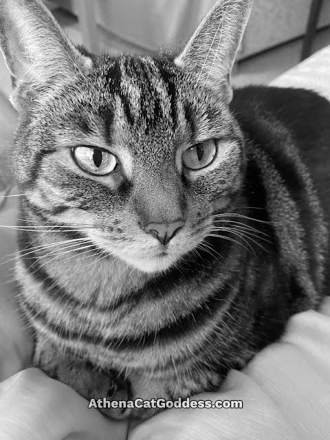 tabby cat black and white photo