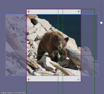 subject composition, a bear at Hetch Hetchy