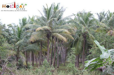 Palm Trees on the way to Kodai 