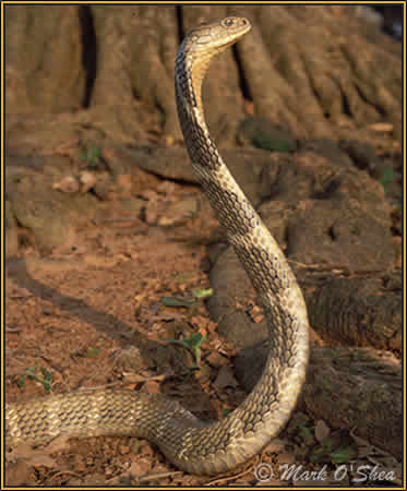 Habitat Often a common snake king cobras are found in many habitats but 