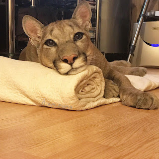 Conoce a Messi, el adorable Puma que vive como un gato doméstico mimado