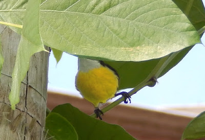 pássaro amarelo cambacica na flor de mucuna-preta (Styzolobium aterrimum)