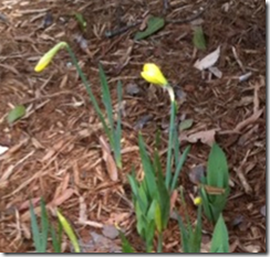 first flower