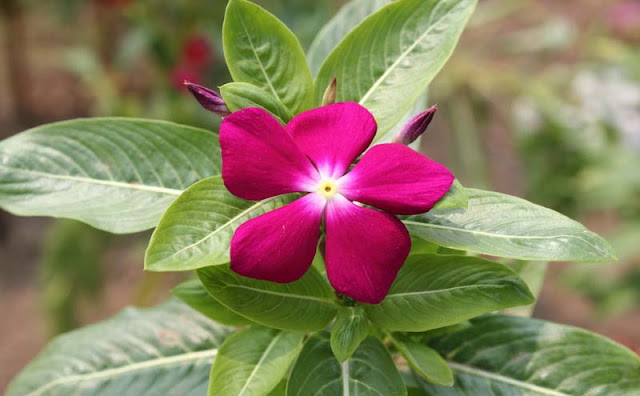 Vinca Flowers Pictures