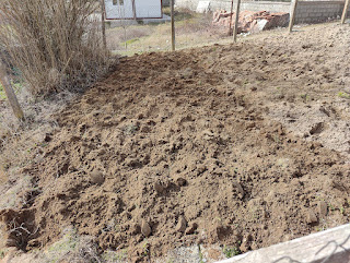 The full fenced garden is now dug over