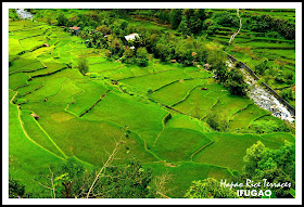 hapao+rice+terraces+Ifugao.jpg