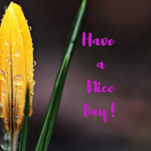 Have a Nice Day Images with Flowers