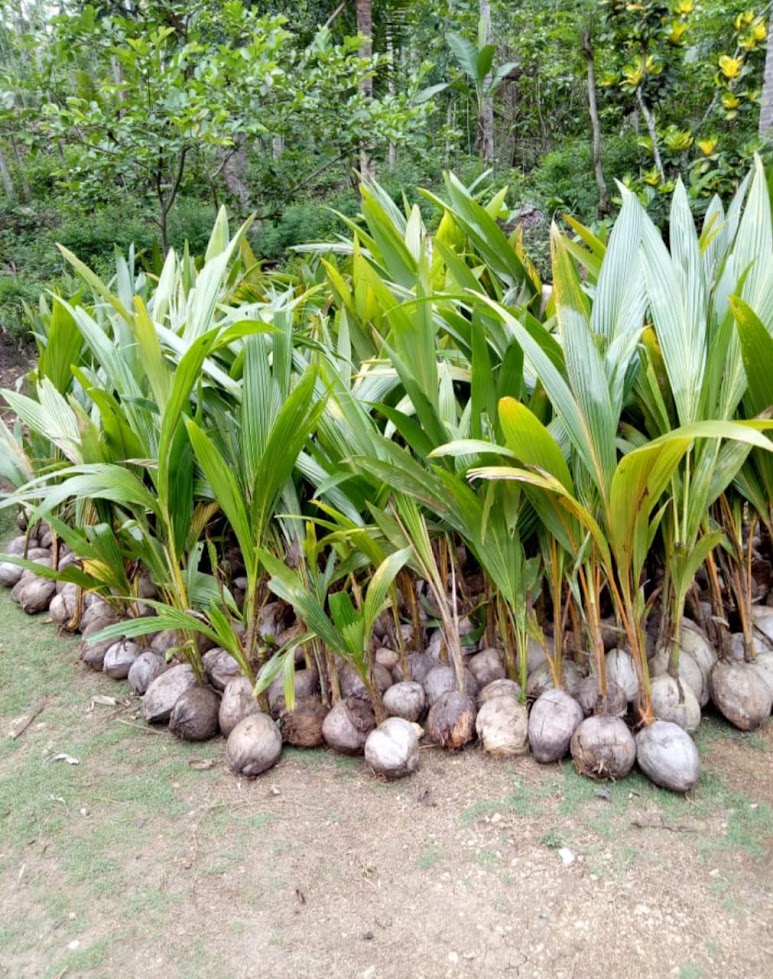 pohon kelapa hibrida terlengkap Lampung