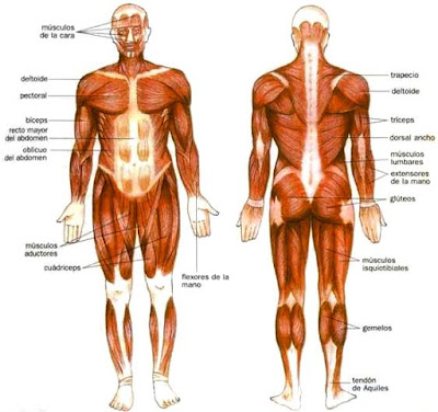 Dibujo de los músculos del cuerpo humano y sus partes