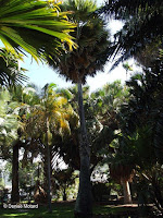 Borassus tree, Foster Botanical Garden - Honolulu, HI