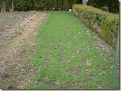 Fall rye cover crop