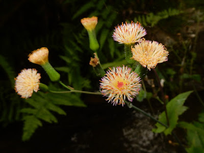 粉黃纓絨花的花序