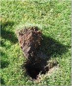 turf divot