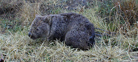 Common Wombat, on the side of the road, ACT. Photographed by Susan Walter. Tour the Loire Valley with a classic car and a private guide. 