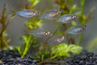 Schooling Melanotaenia Praecox Neon Rainbowfish Species