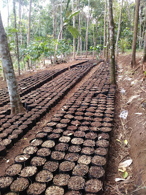 Tahap setelah pengisian tanah