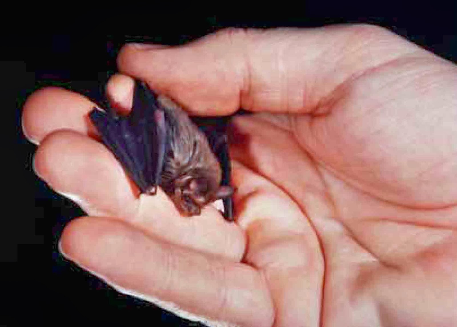 Write On Sandra Markle Go Batty For Bats Biggest Littlest