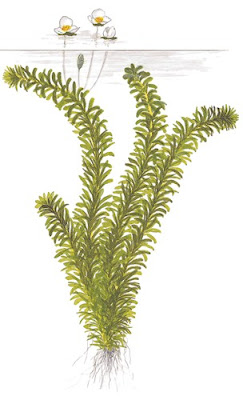 Egeria densa