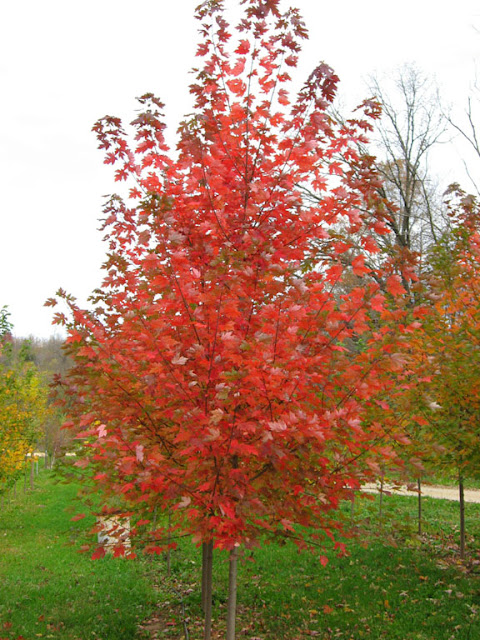 Autumn Blaze Red Maple7