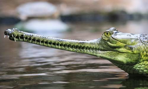 Perbedaan Buaya Alligator Caiman dan Gharial Info 