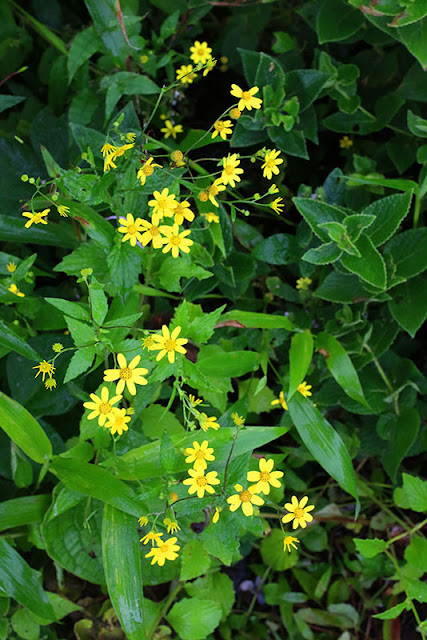 Undri Linum mysurense kaas plateau western ghats valley of flowers 