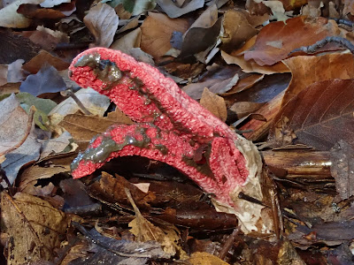 grzyby 2019, grzyby w październiku, grzyby w okolicy Krakowa, borowiki, opieńki, grzyby aromatyczne