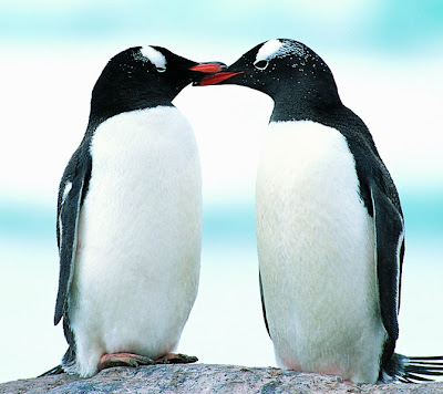 Pinguin berciuman