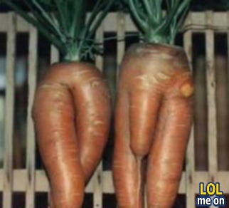 funny nature picture shows a carrot couple from "LOL me on"