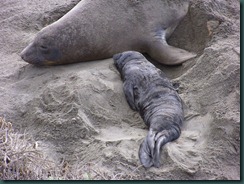 Elephant Seals 2012 002