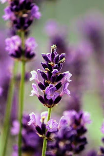 Lavender blooming