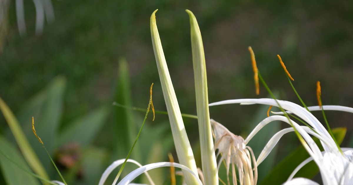 IChing 慧晴: Bunga Di Taman Herba Gopeng