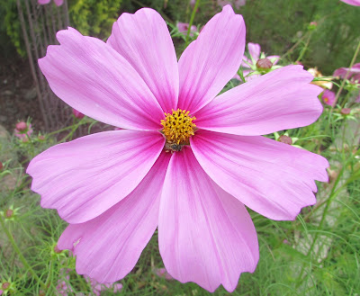 Backyard Blooms a Summer Garden Tour