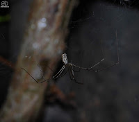 Araña de Patas Largas (Holocnemus pluchei)