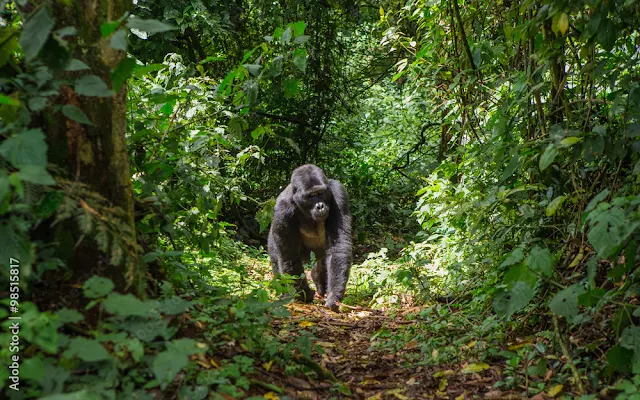 uganda