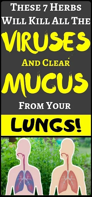 7 Herbs That Kill Viruses and Clear Mucus from Your Lungs