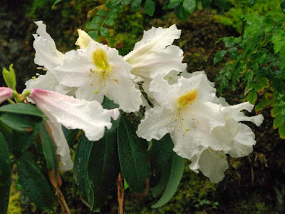 [新しいコレクション] 咲く や この 花 高山 159079-咲くやこの花 高山 通販