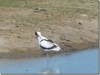 23 avocet