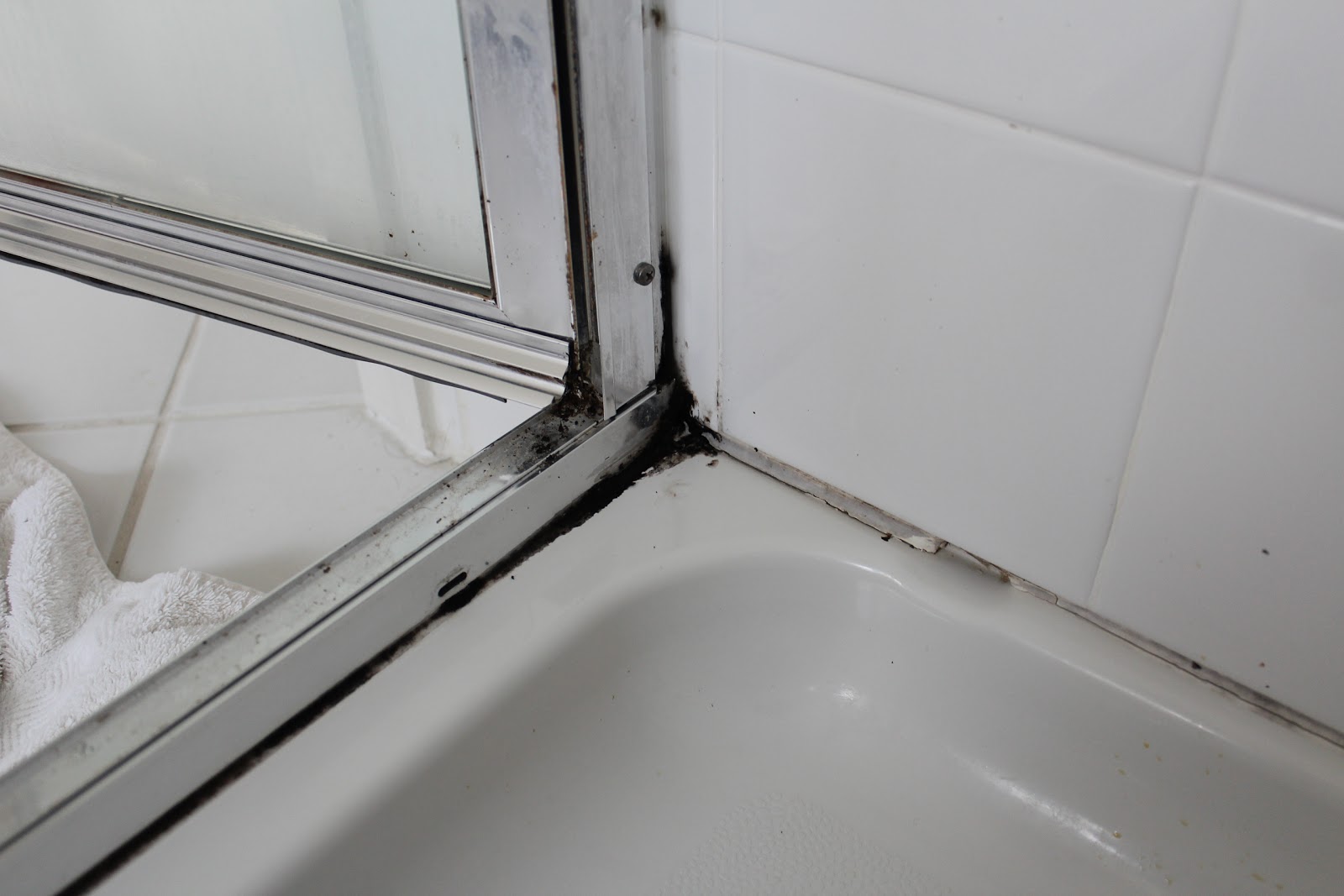 Remove All How to Remove Mold from Shower