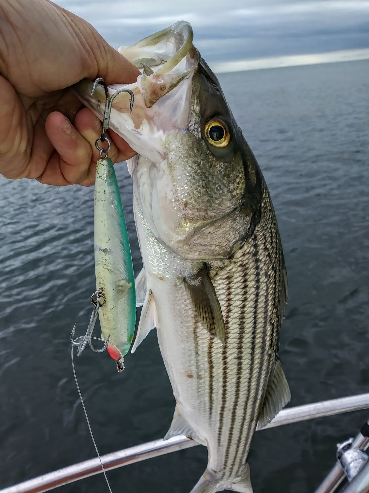 Rhode Island Striped Bass: June 2018