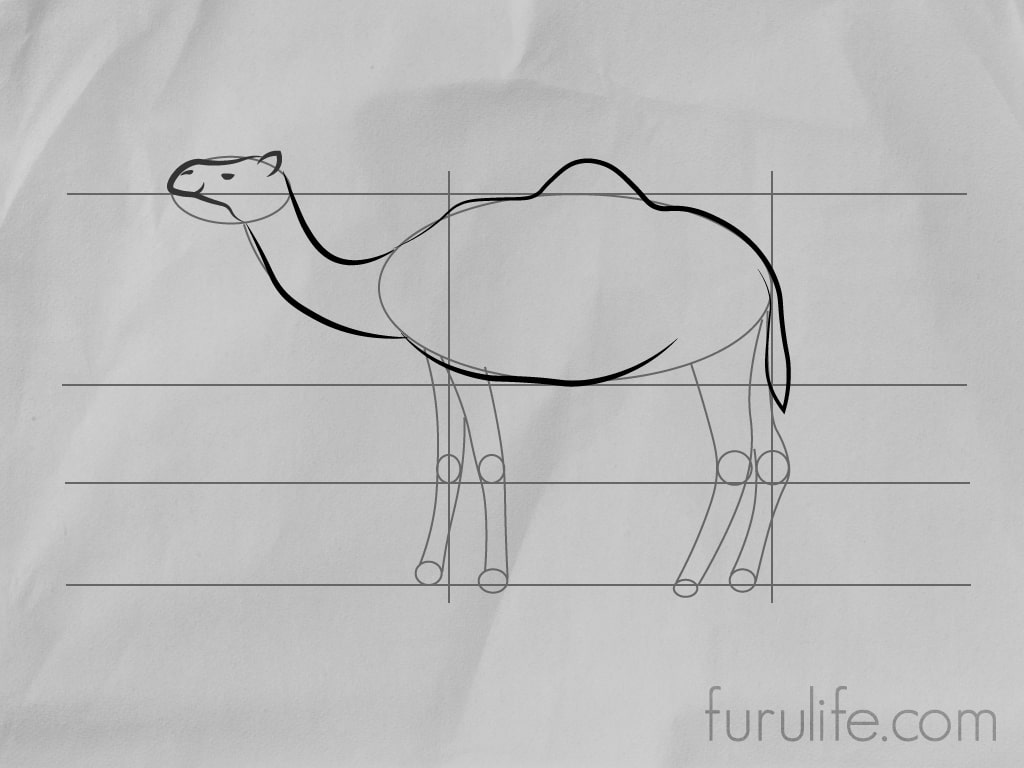How to draw Camel - Step 5