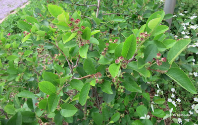 saskatoon fruits