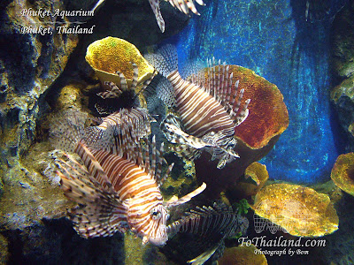 fish tank wallpaper. 2011 aquarium wallpapers.