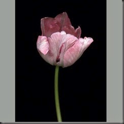 unnamed (33)