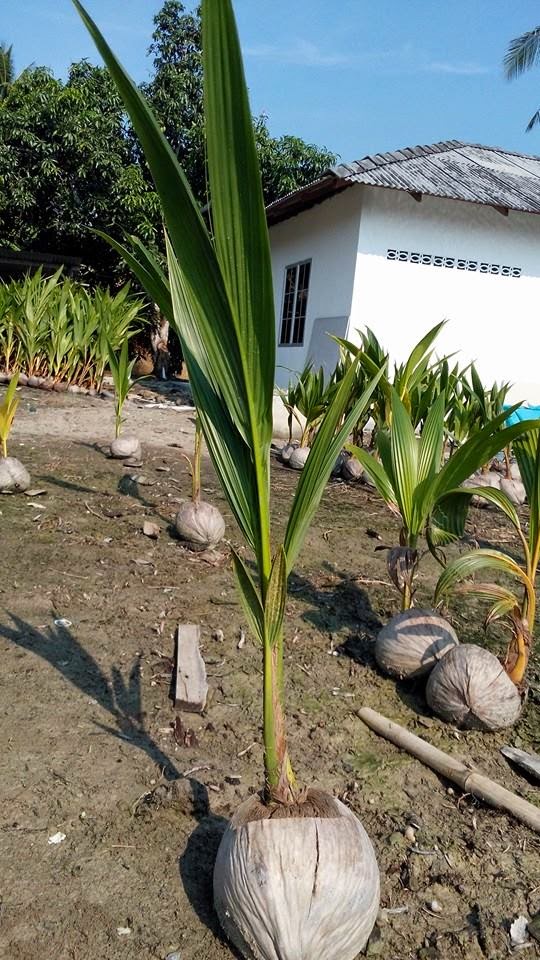 Pendedahan mengenali warna pokok Kelapa  MATAG Terbaik dan 