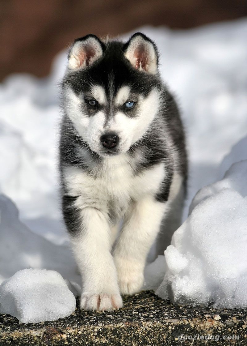 The Siberian Husky - Animals Species
