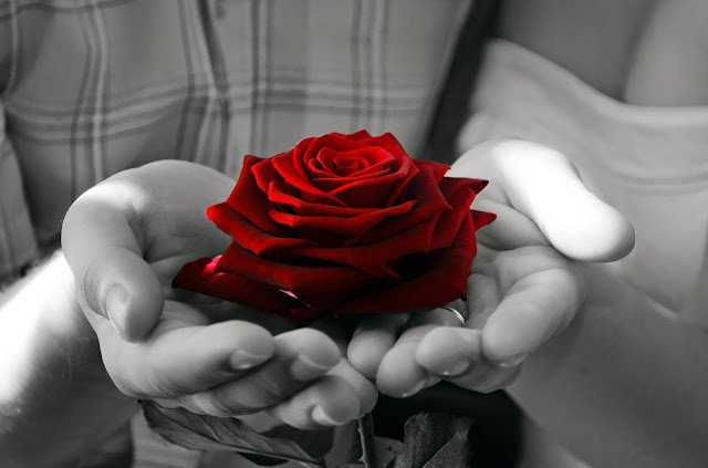 red rose flowers wallpapers