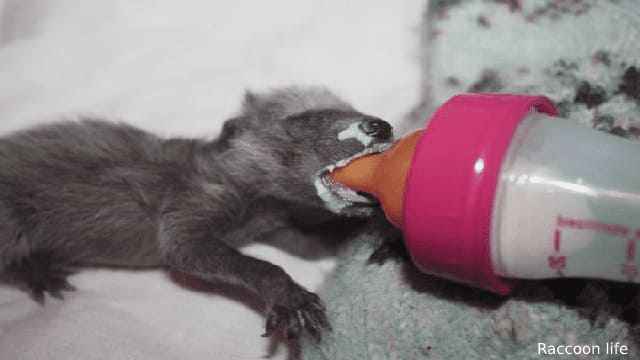 Feeding and Caring for a Raccoon Puppy.