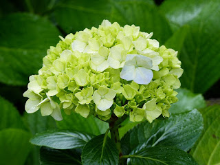 Hydrangea macrophylla - Hortensia à grandes feuilles - Hydrangée