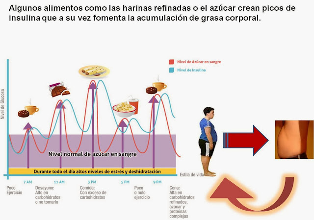 ciclo de insulina a lo largo del dia segun la ingesta de azucares