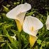 Symbolism and Meaning of Calla Lilies - Tree homes